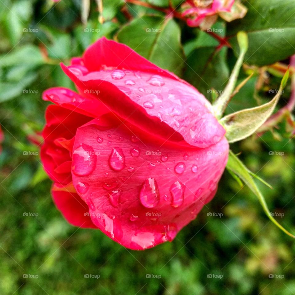 Raindrops on the Rose