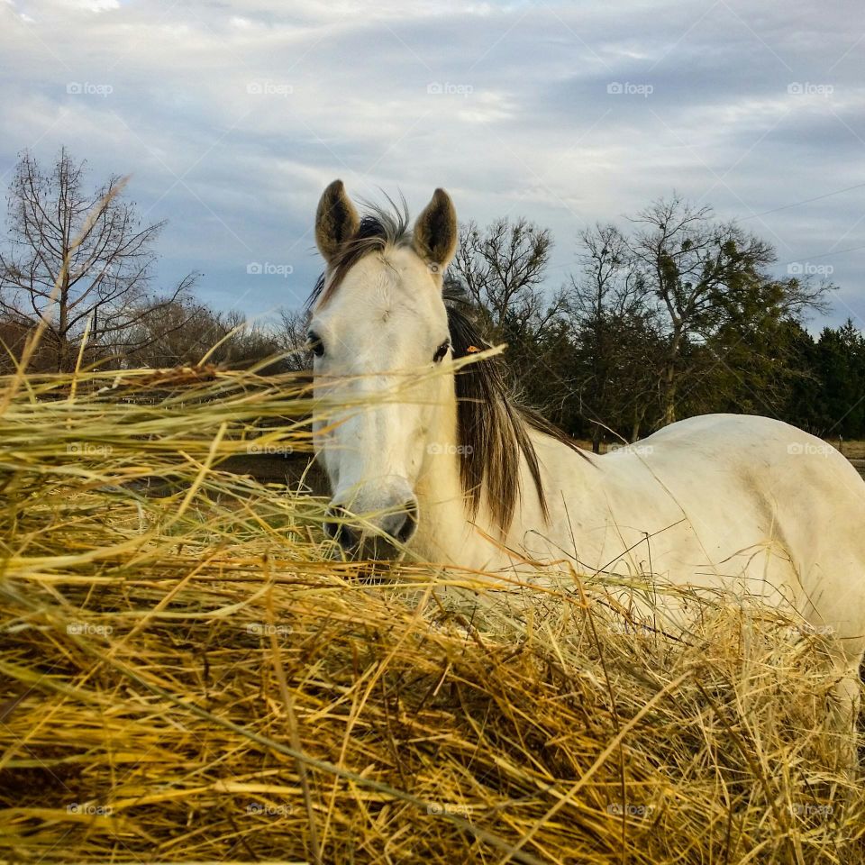 Horse Hay