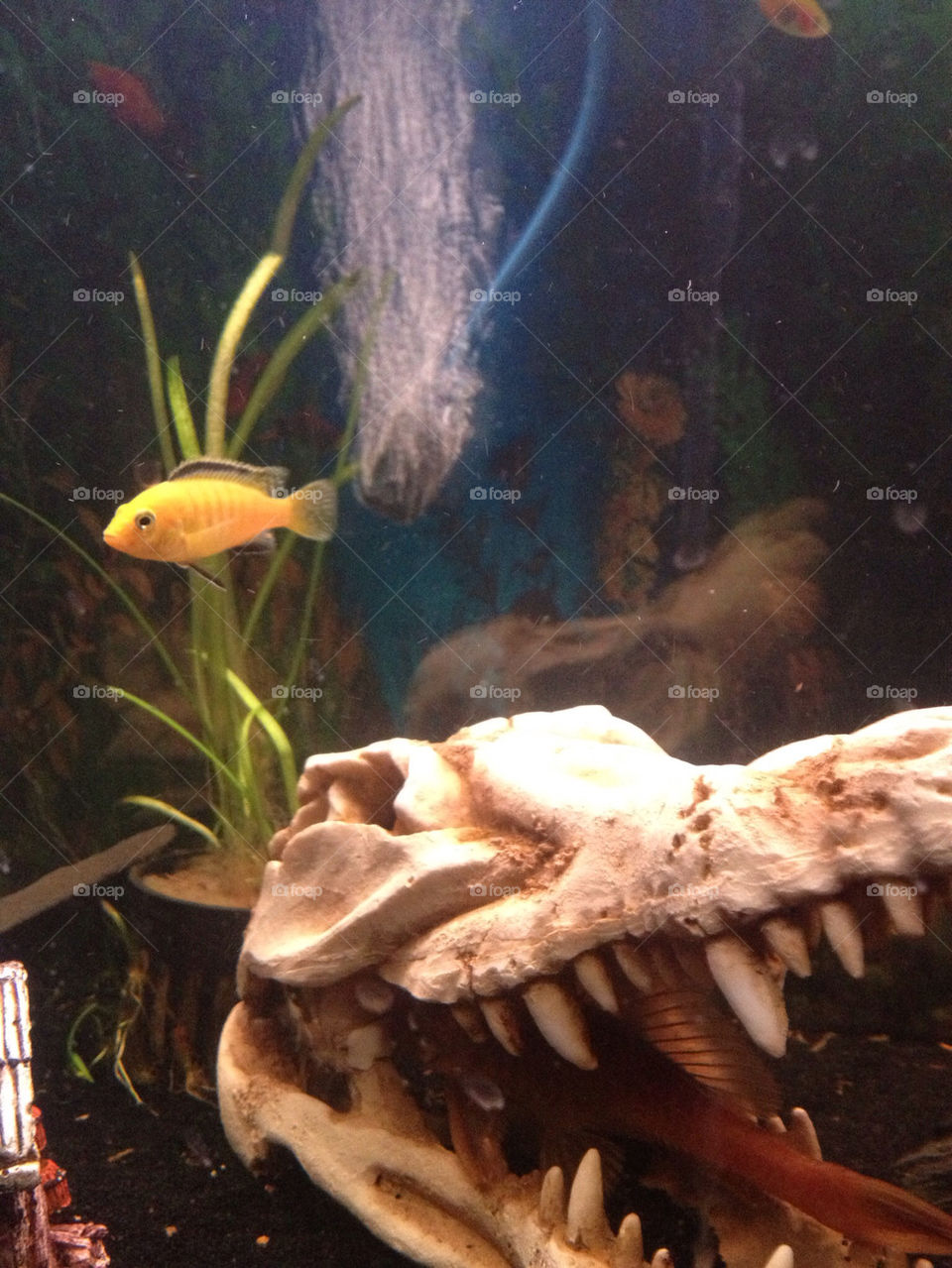 Love my fish tank!