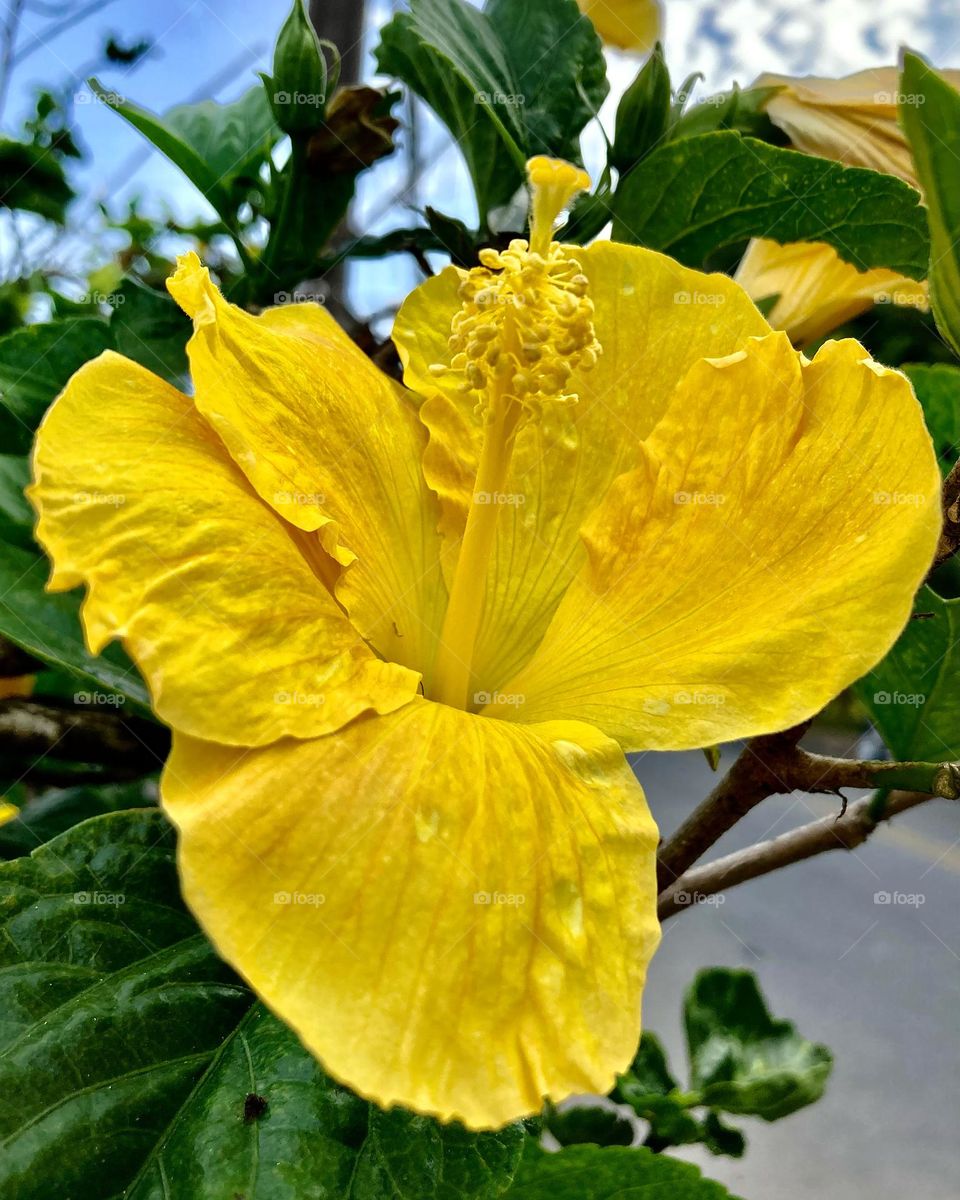 🇺🇸 To beautify the morning: yellow hibiscus.  So delicate, and at the same time, such a resistant flower.  Cheer the nature. / 🇧🇷Para embelezar a manhã: hibiscos amarelos. Tão delicada, e ao mesmo tempo, uma flor tão resistente. Viva a natureza.