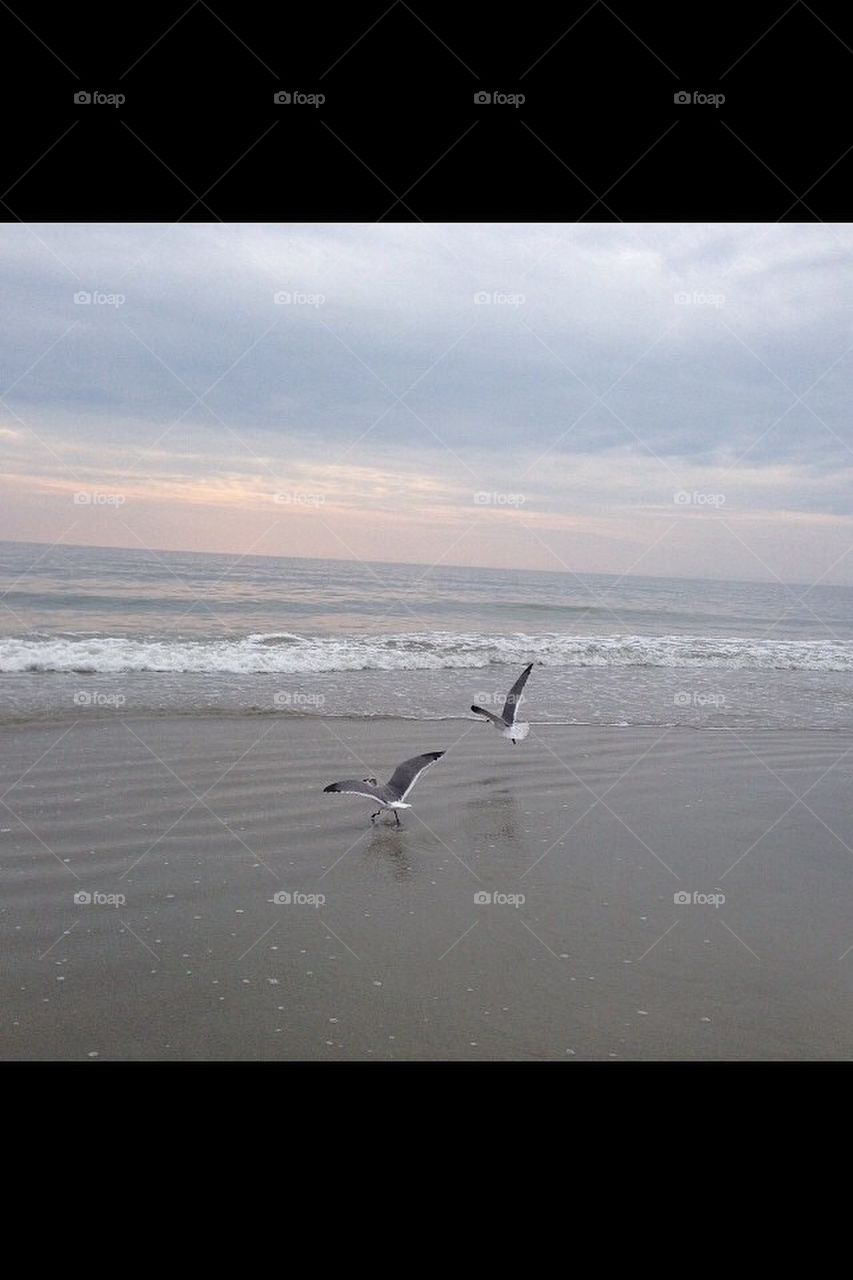 Myrtle beach seagulls 