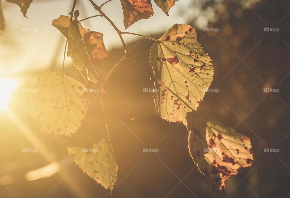 Late afternoon sun shines on autumnal leaves