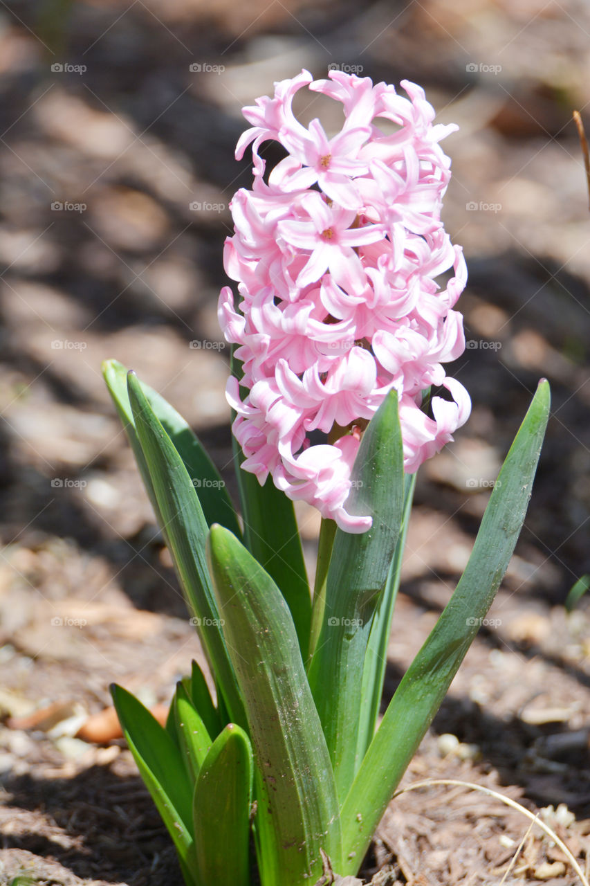 Spring hyacinth 