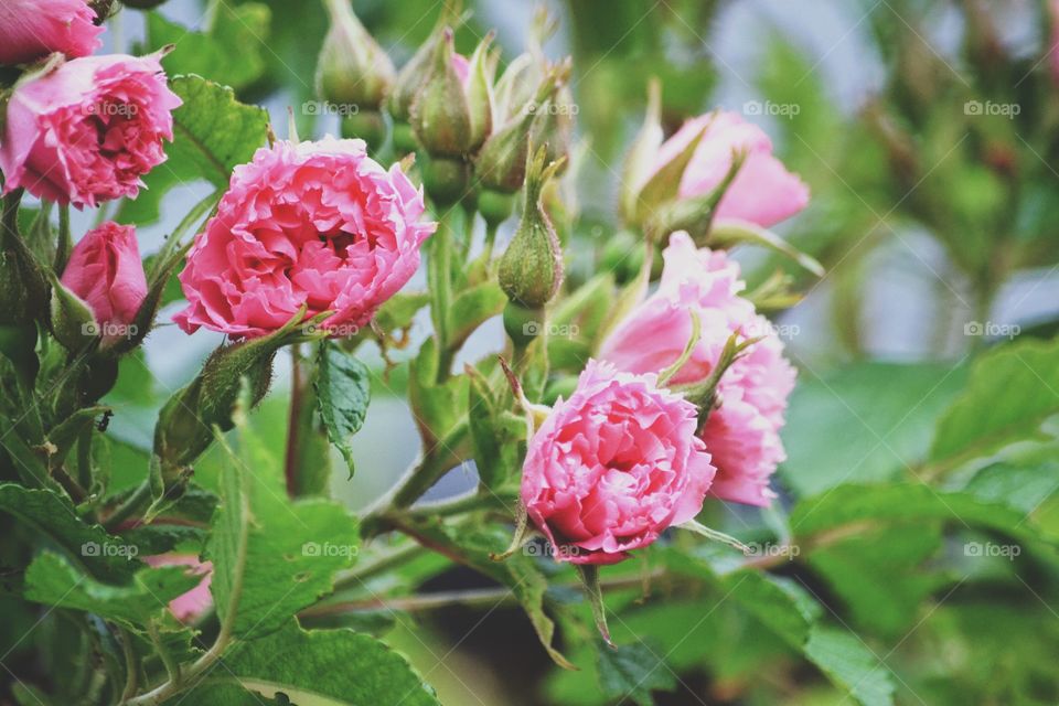 Flower, Rose, Nature, Leaf, Flora