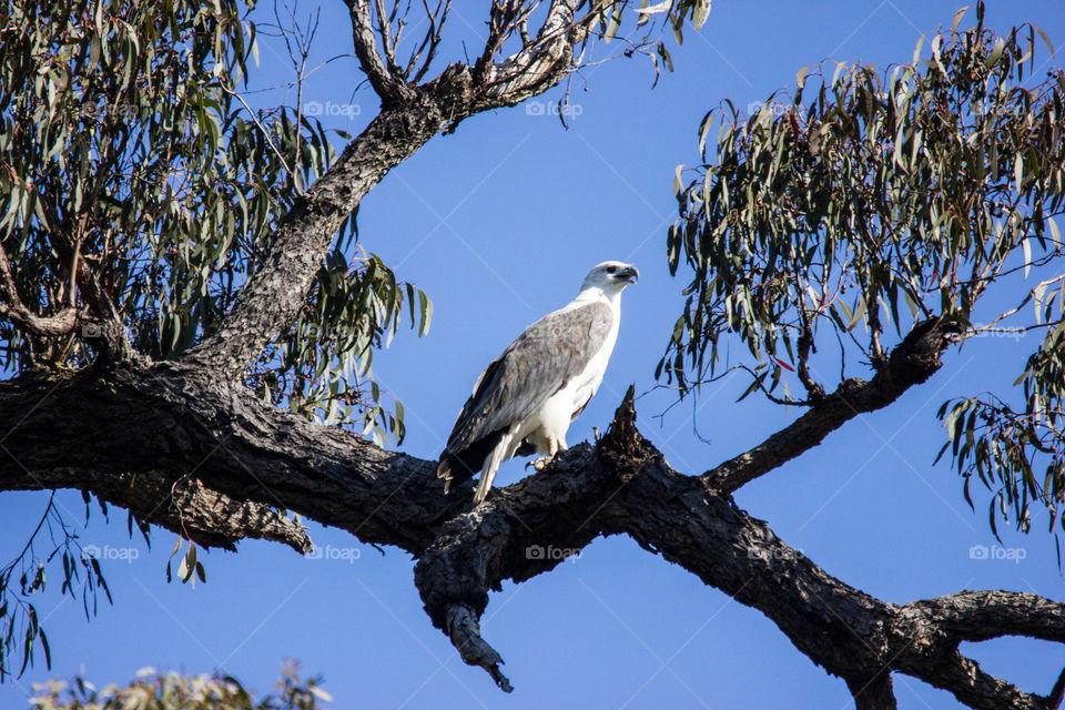 Australia - Genoa river, sea eagle