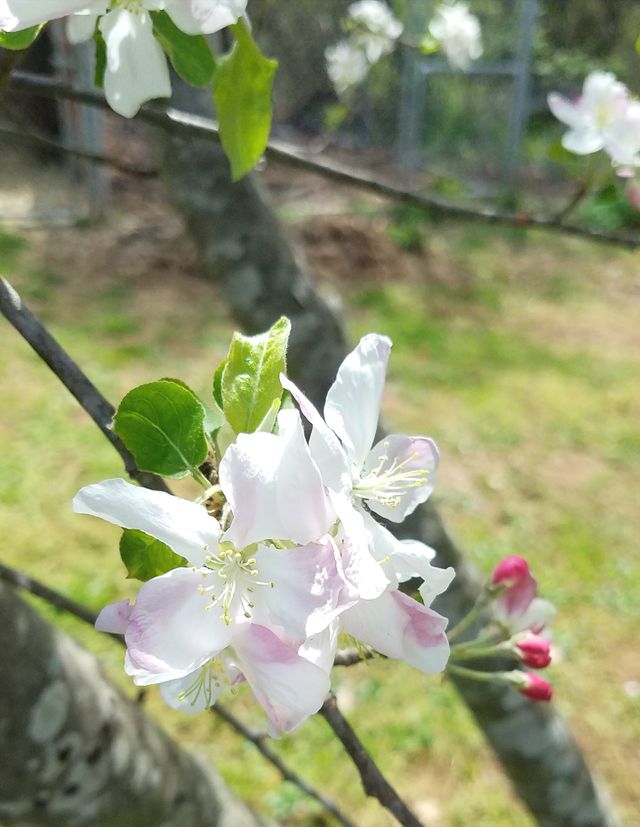 white flower