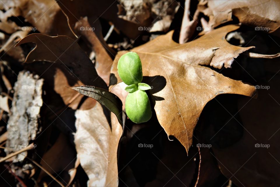 need shoot rising from under fallen leaves.