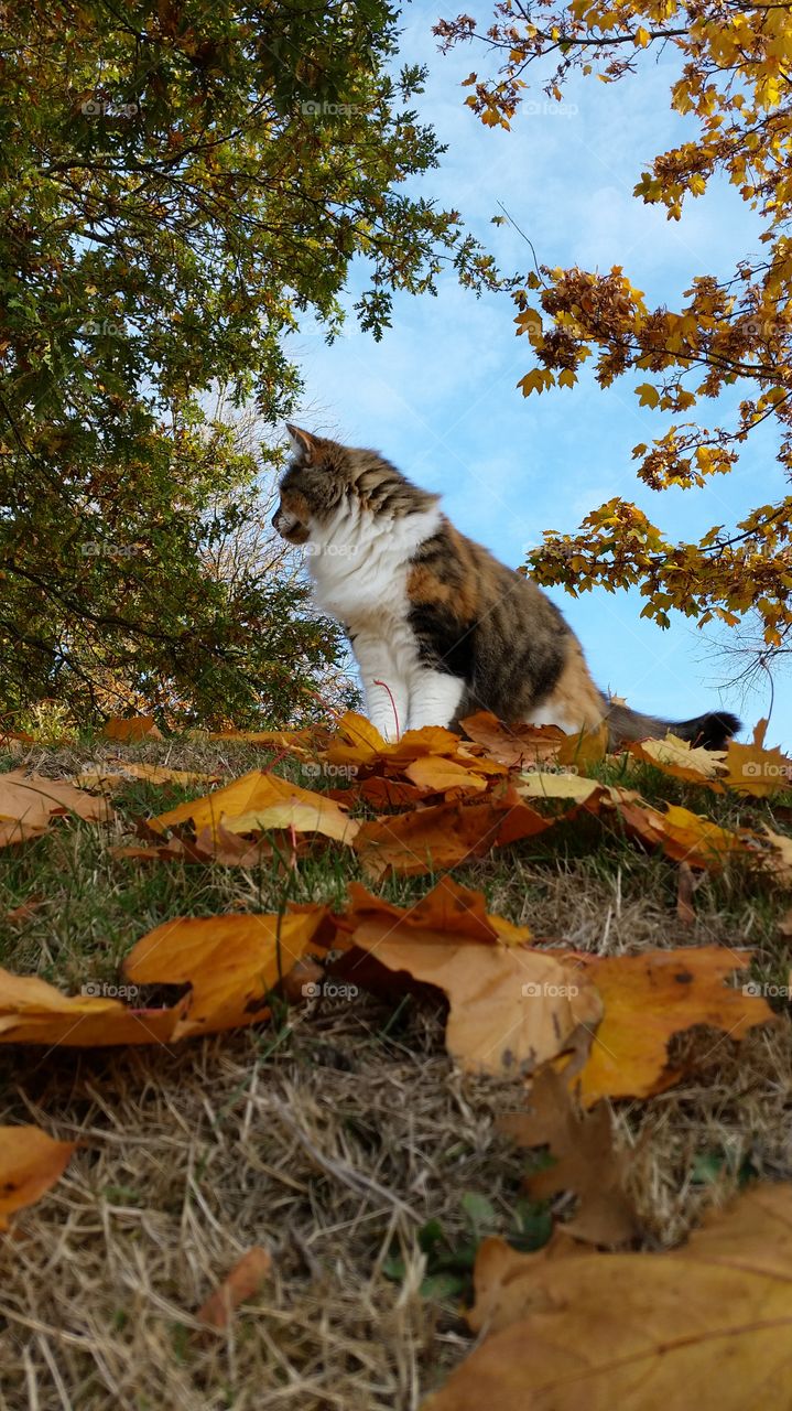 Fall, No Person, Nature, Tree, Outdoors