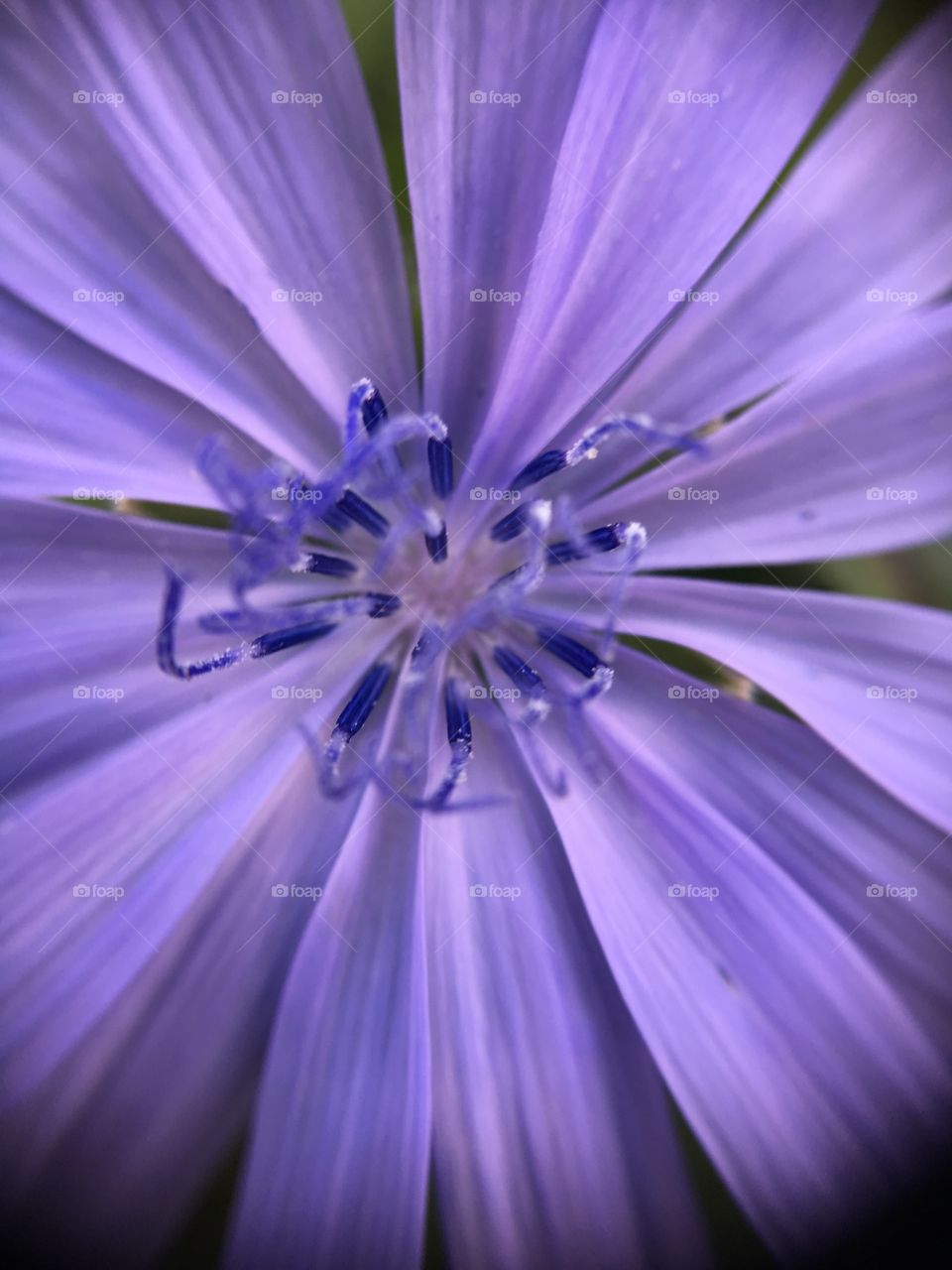 Corn flower closeup