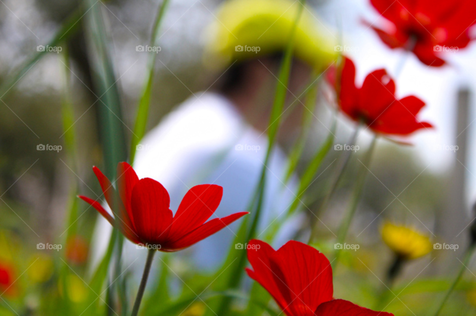 Close-up of flowers growing at outdoors