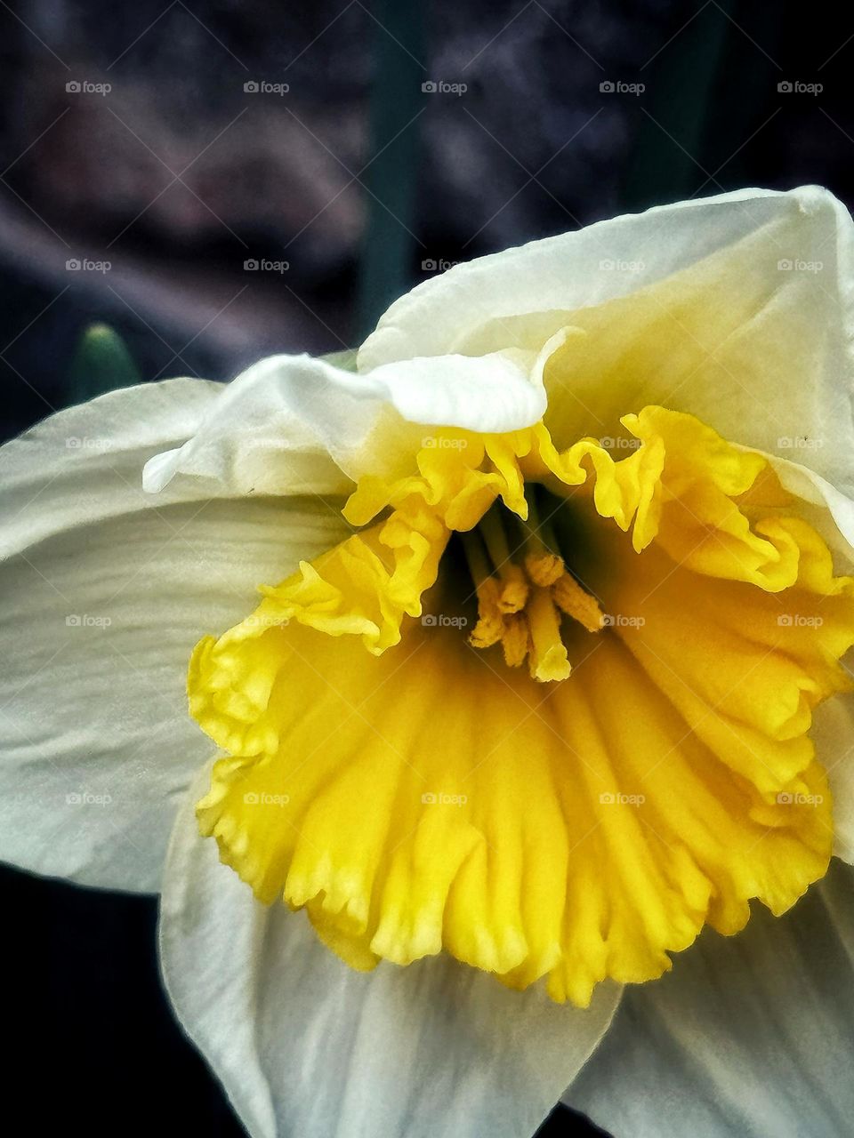 Yellow and white daffodil 