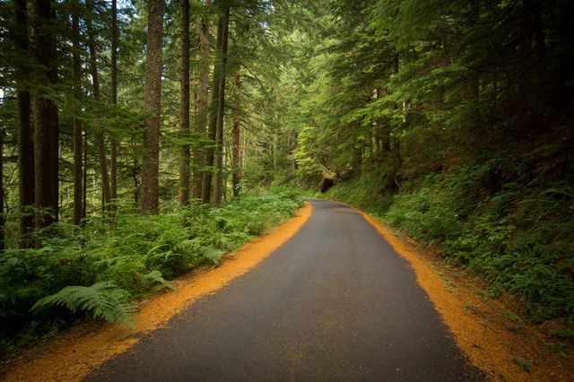 A curving road in forest