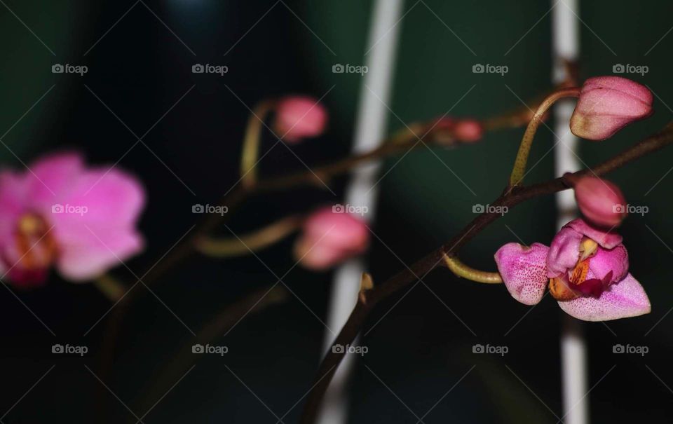 Pink orchid. The flower bloosom one plant at the pot. Not really completed bloosom to the all flower in branch . But , there's more than beauty in eyes .
