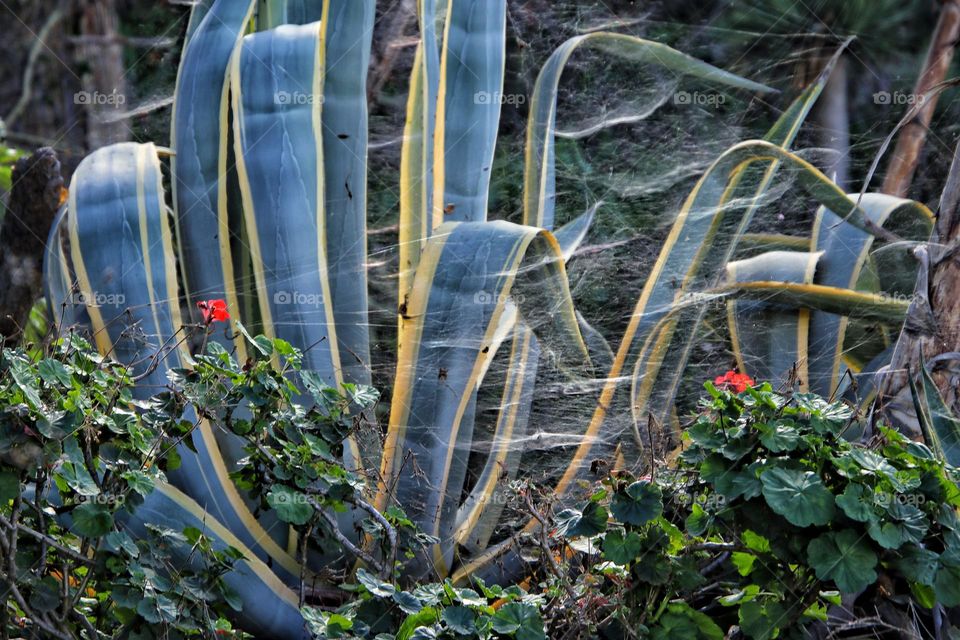 An agave with spider webs and blooming red flowers