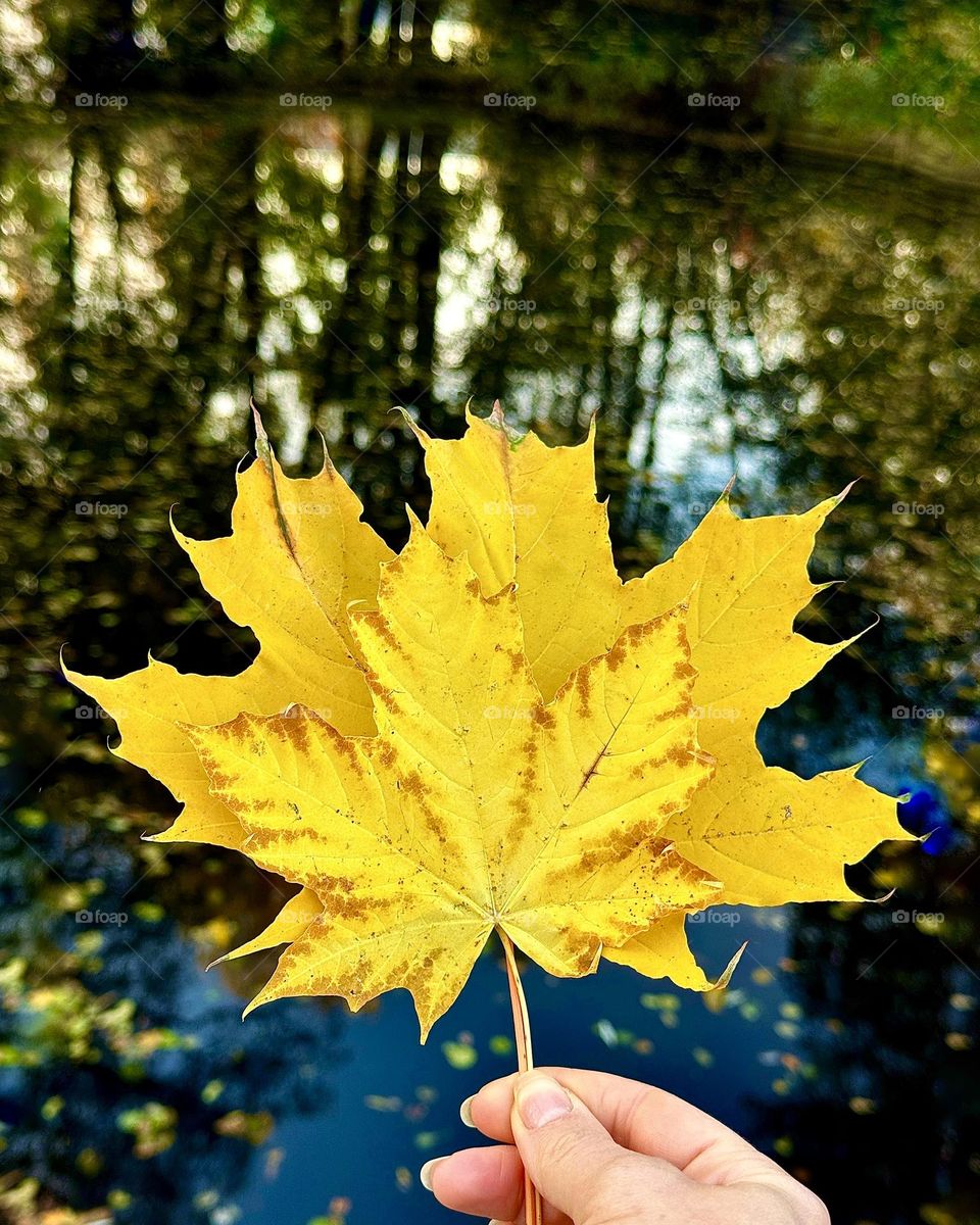 Vibrant autumn leaves 🍁