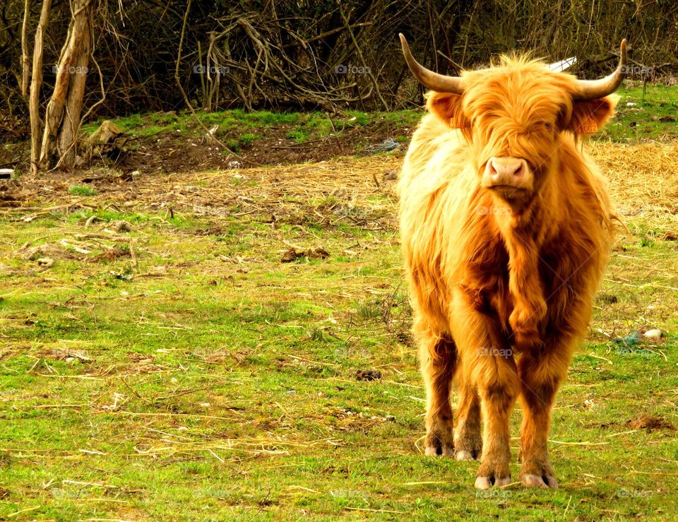 Highland cow