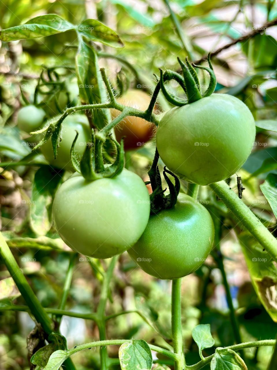 Green Tomato - the beauty of nature, Agriculture a way of life 