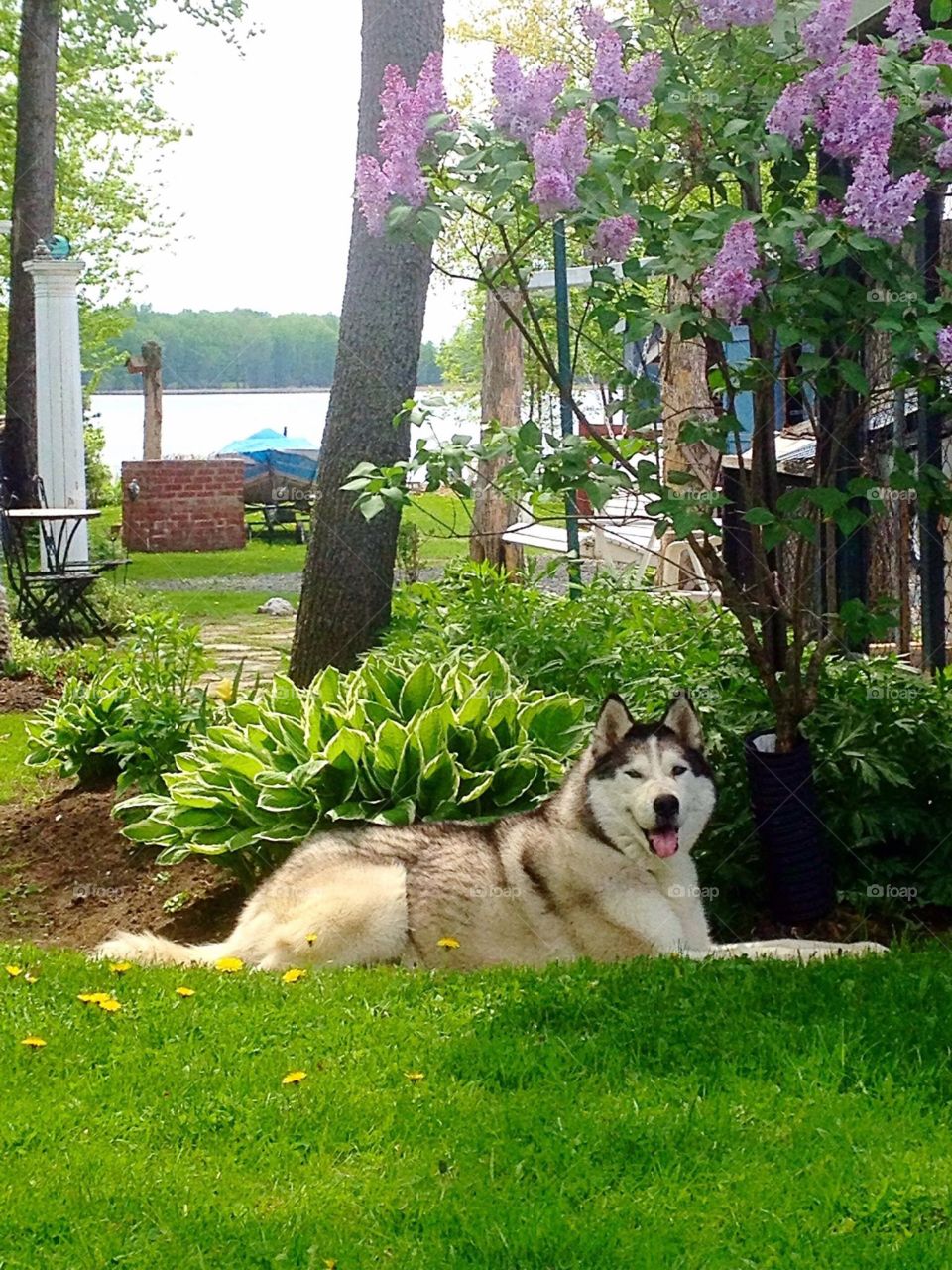 smiling Siberian Husky 