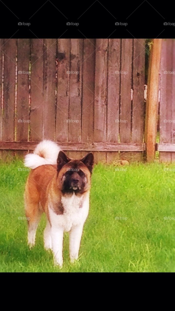 Akita Dog