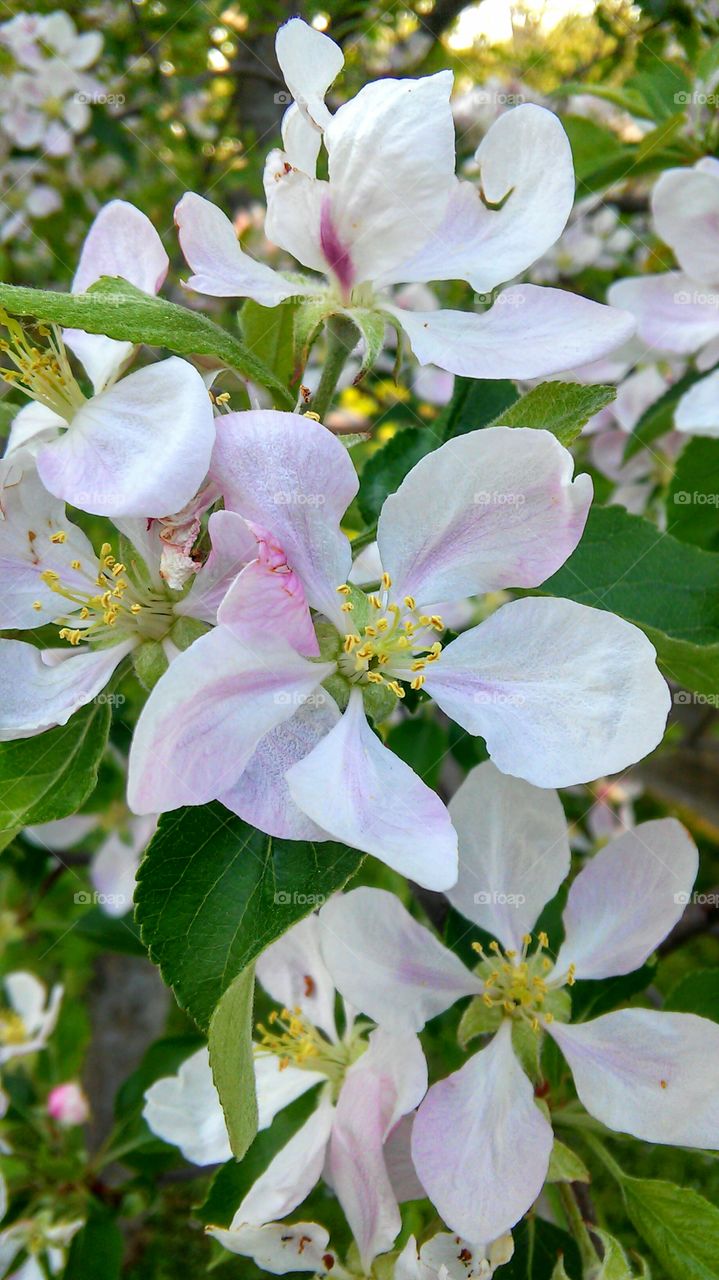 Flower, Nature, Leaf, Flora, Floral