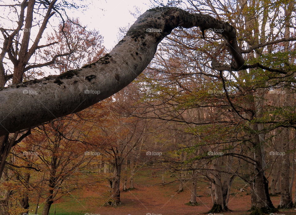 branch over the autumnal beech forest