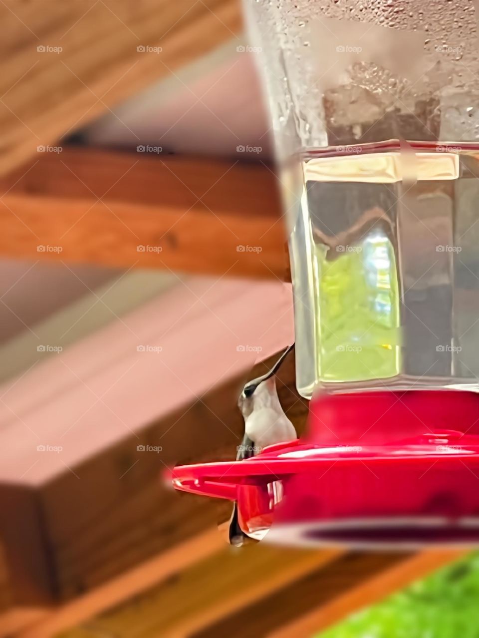 A female hummingbird watching as the males fly above.