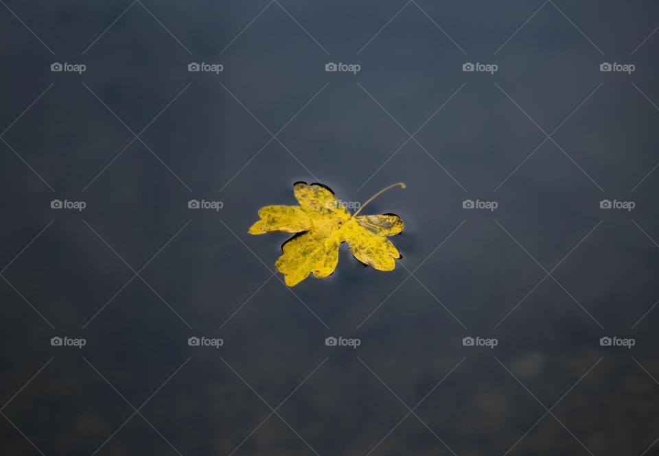 High angle view of maple leaf floating on water.