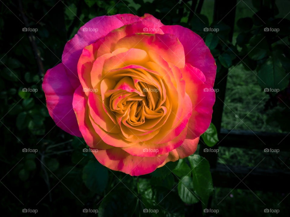 multi color rose