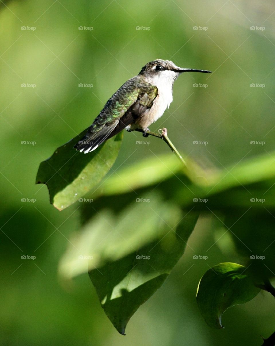 female hummingbird