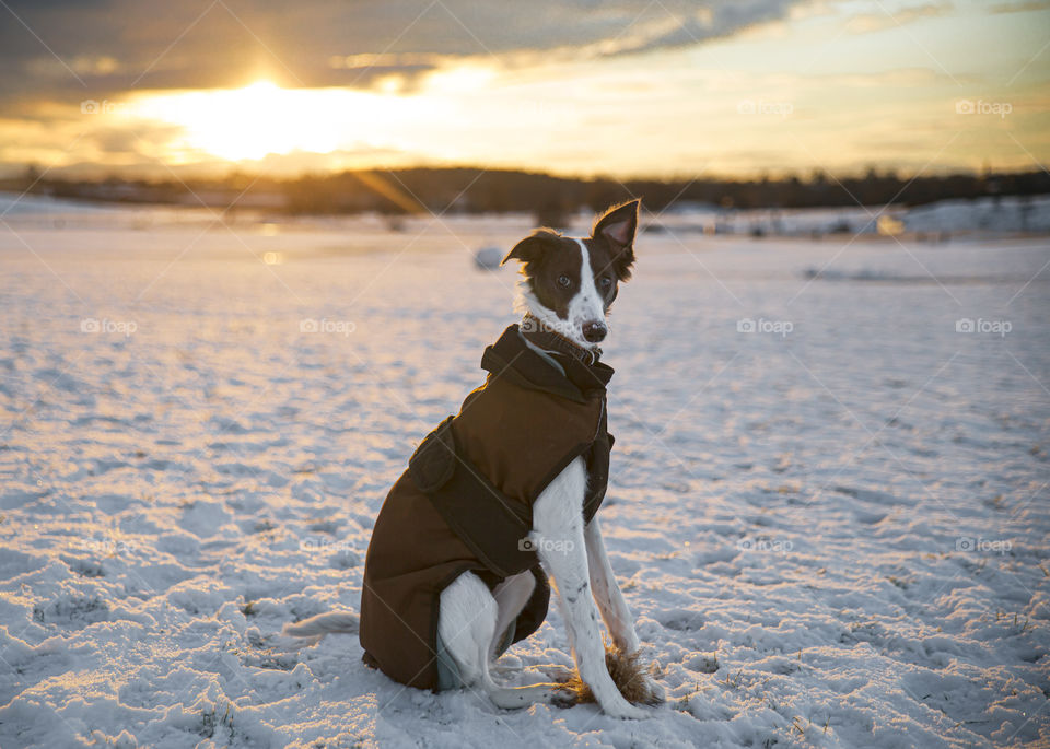 Cute greyhound Windsprite dog with jacket sitting on snow landscape with backlight of sunrise and sunset while looking at you