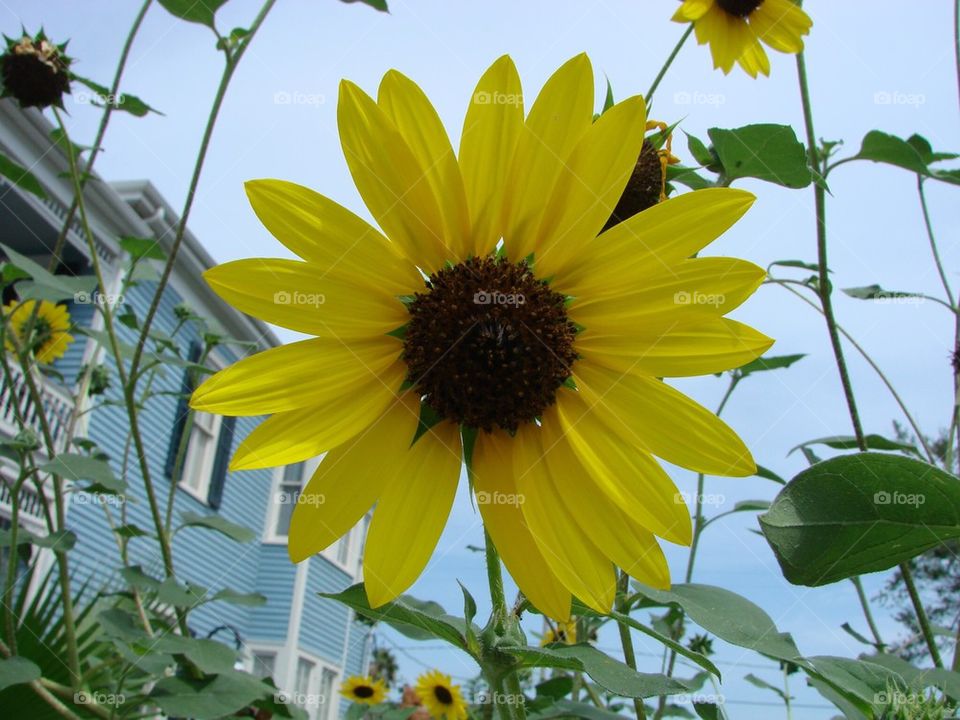 Texas Sunflower