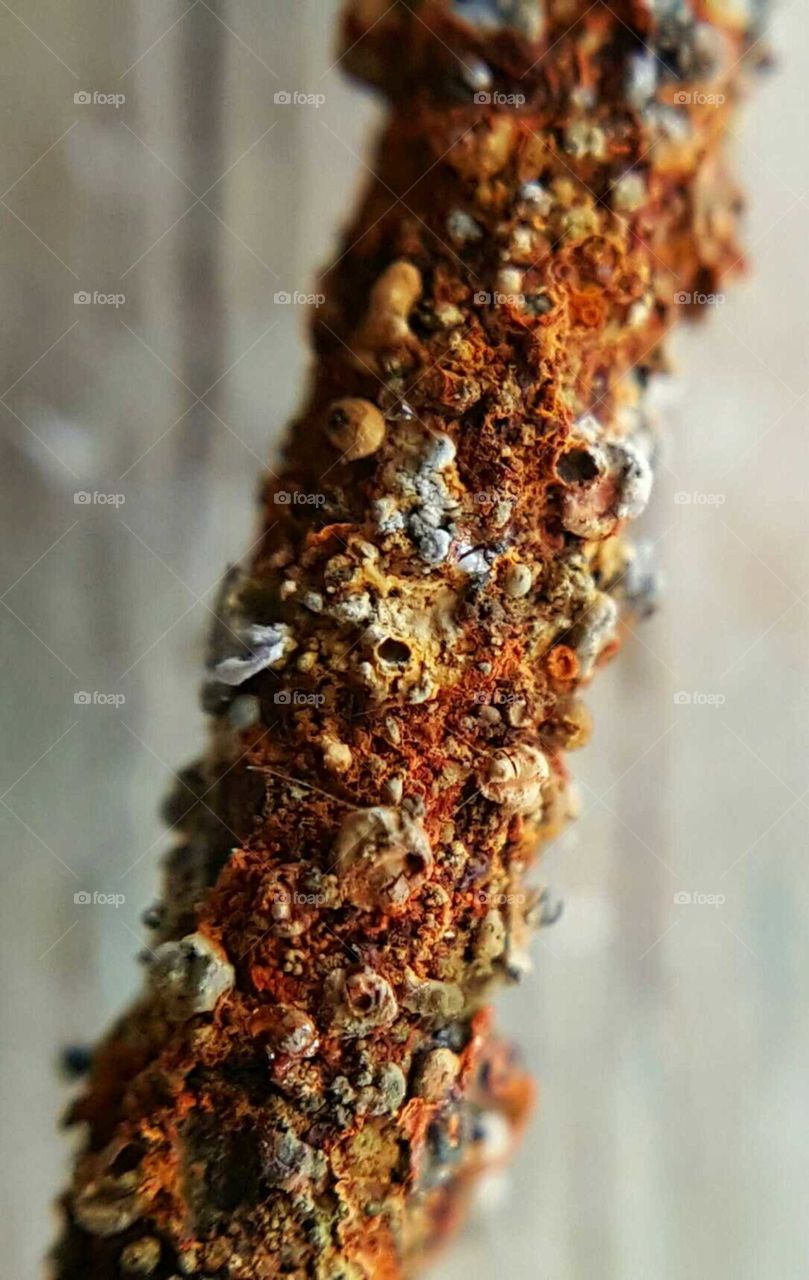 Macro Rust
