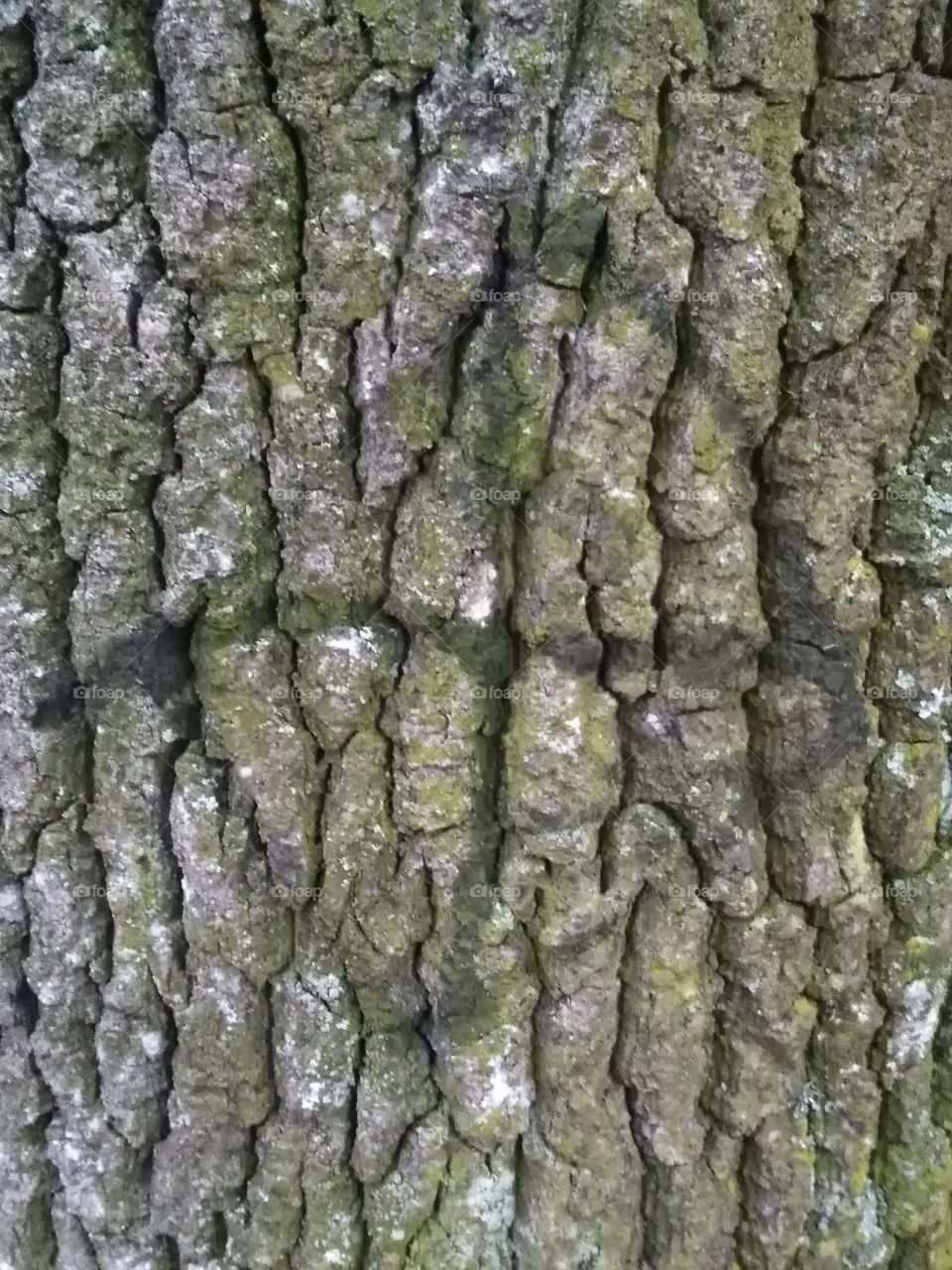 Tree bark with grafity.