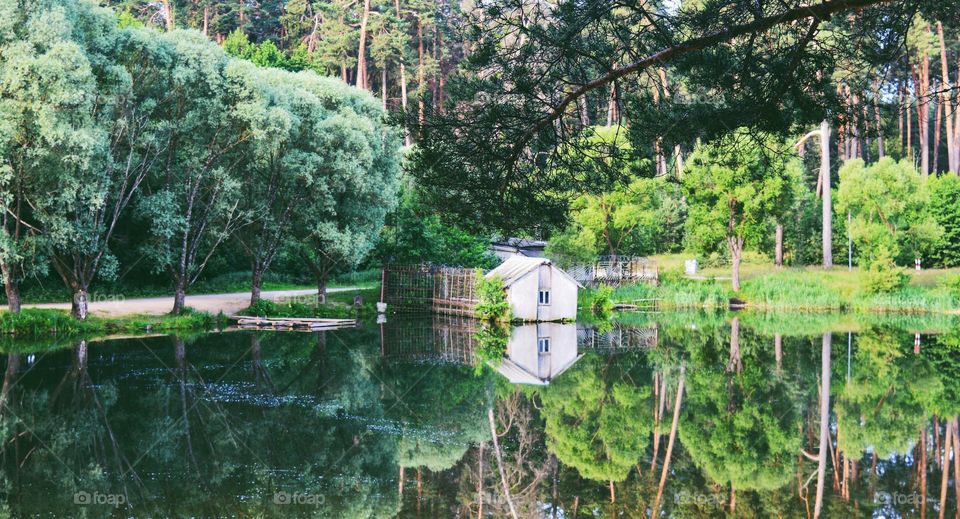 Summer lake and nature 