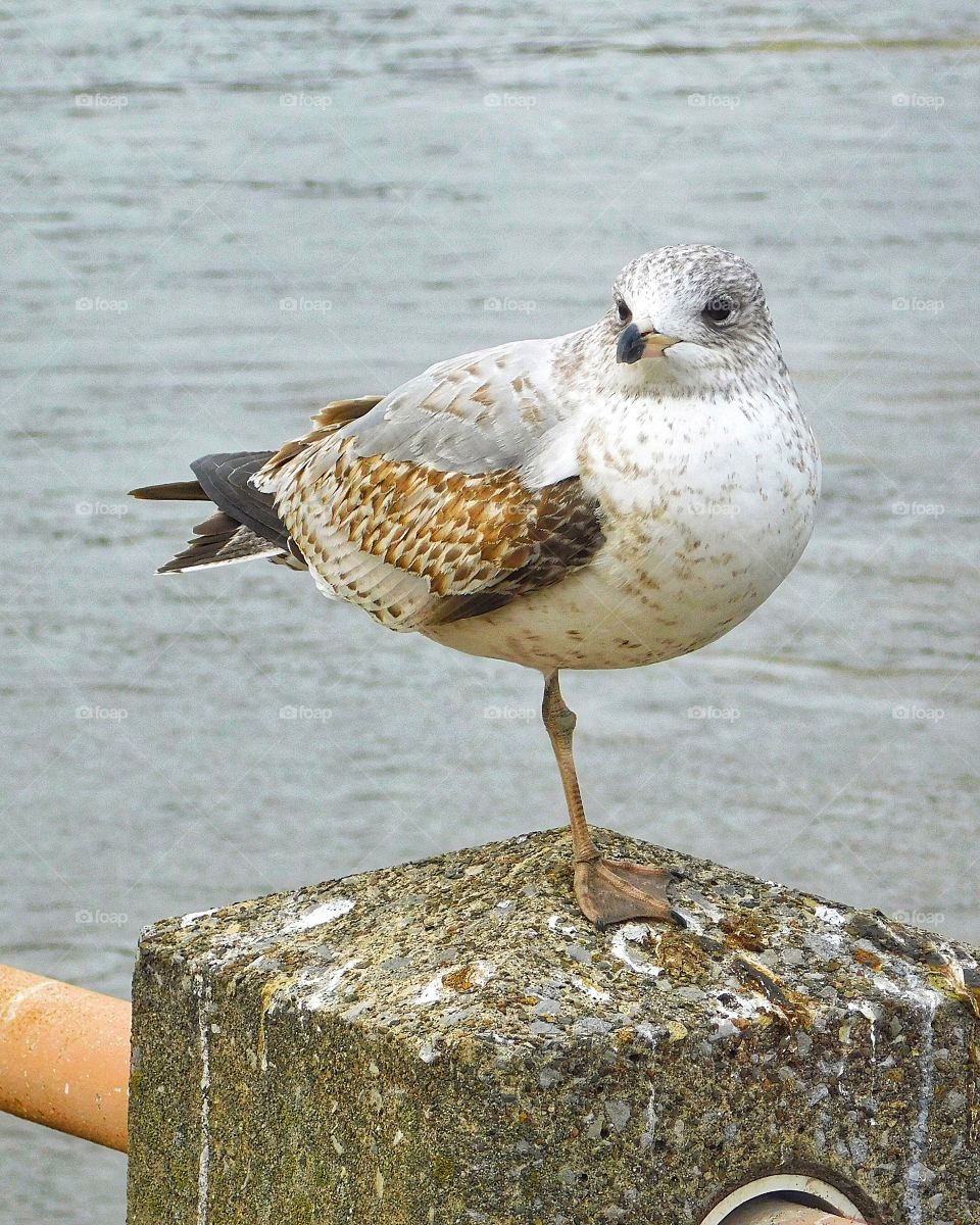 One legged seagull