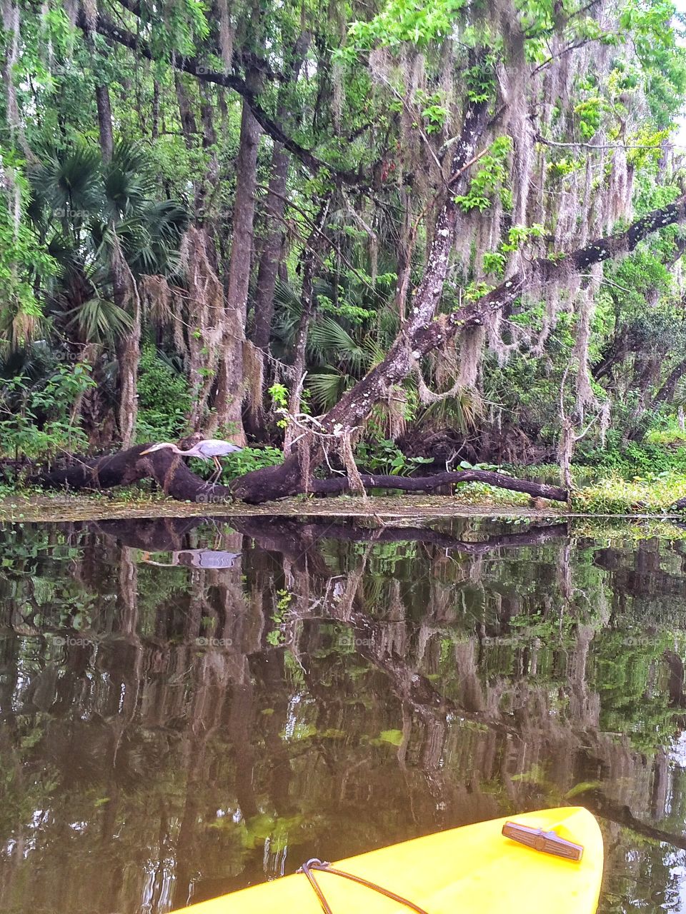 Kayaking on the Wekiva River