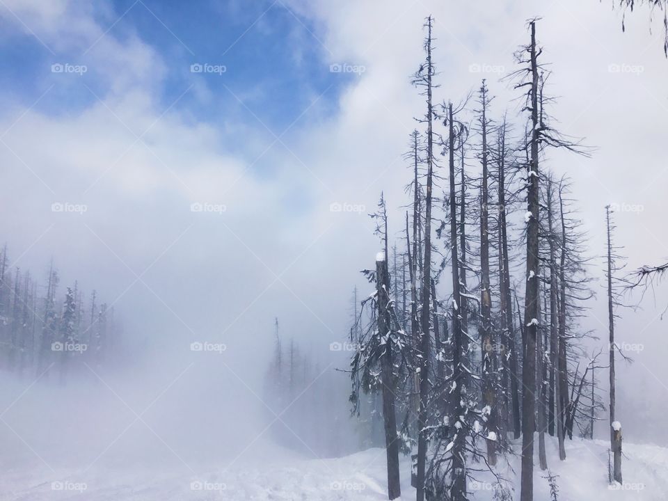 Skiing fog 