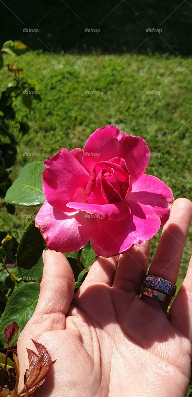 🌹