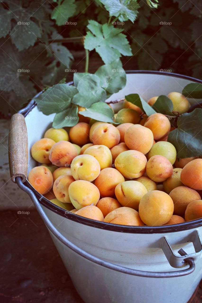 Apricot harvest in a bucket
