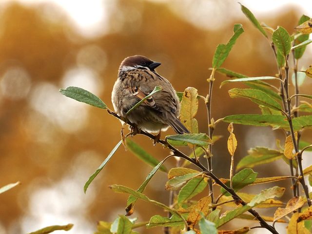 Sparrow