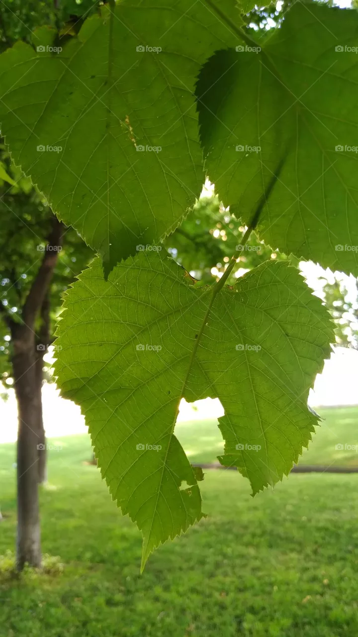 leaf