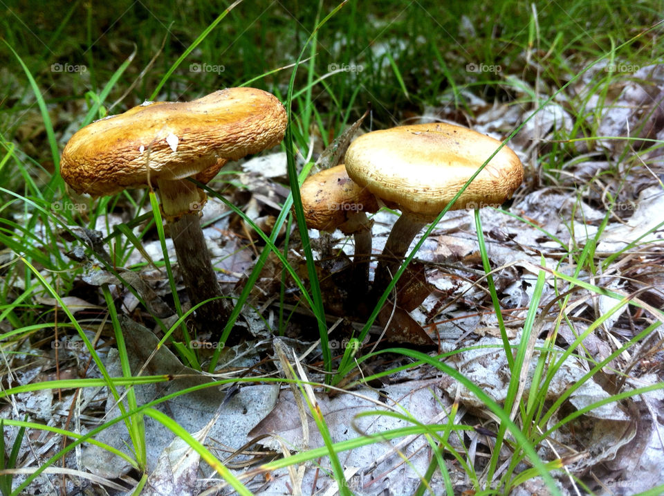 grass forest floor mushrooms by serenitykennedy