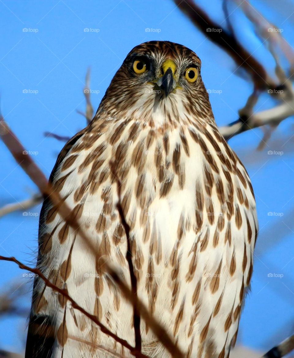 Closeup of a Cooper's Hawk