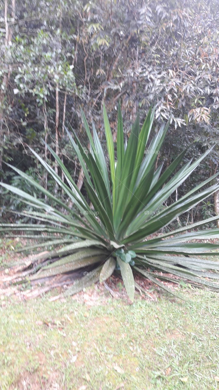 Maguey Plant