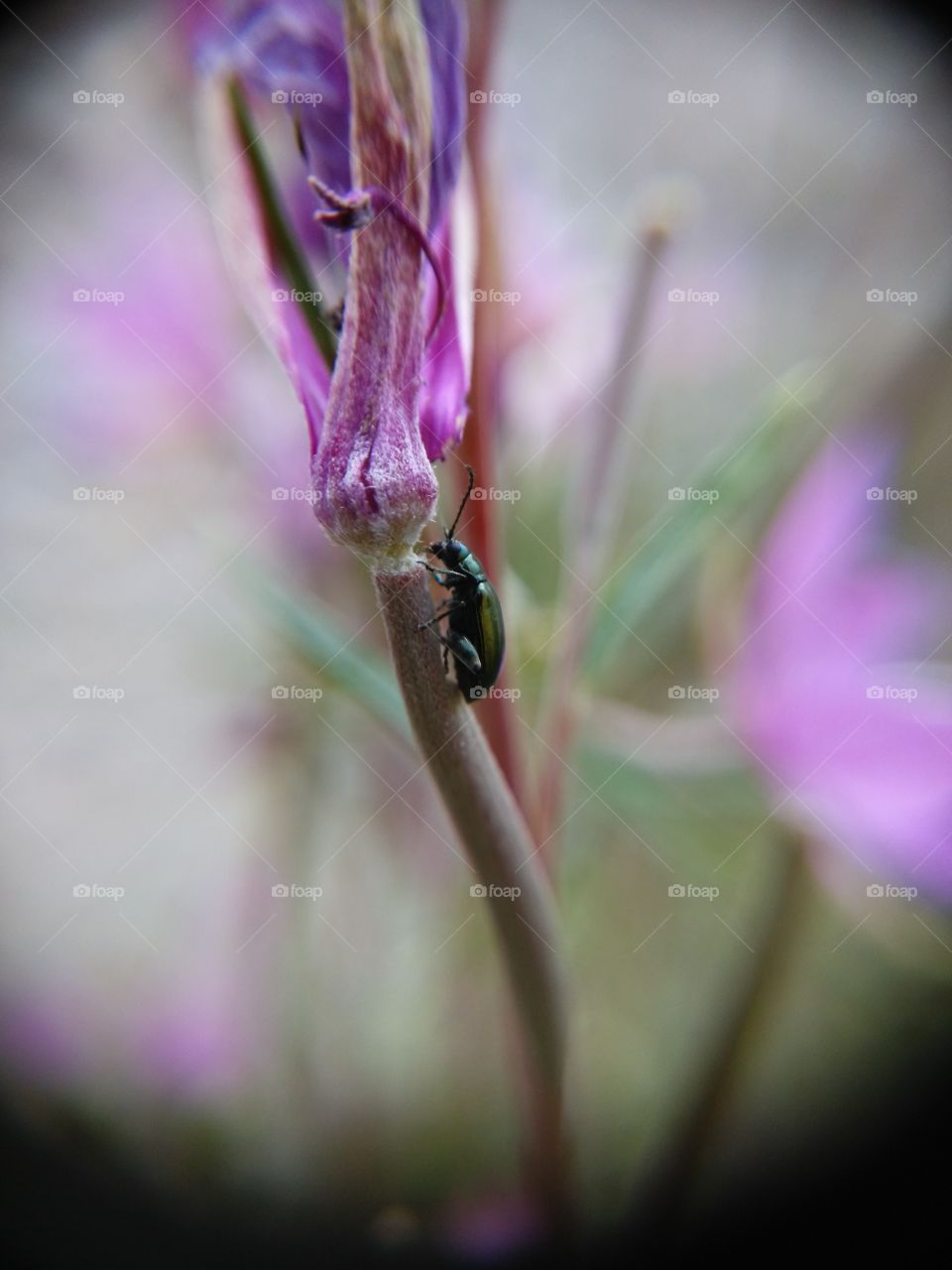 Picture taken with my smartphone and macro lens.