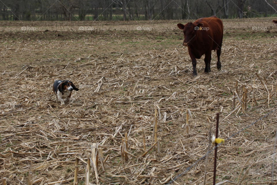 Dog and cow