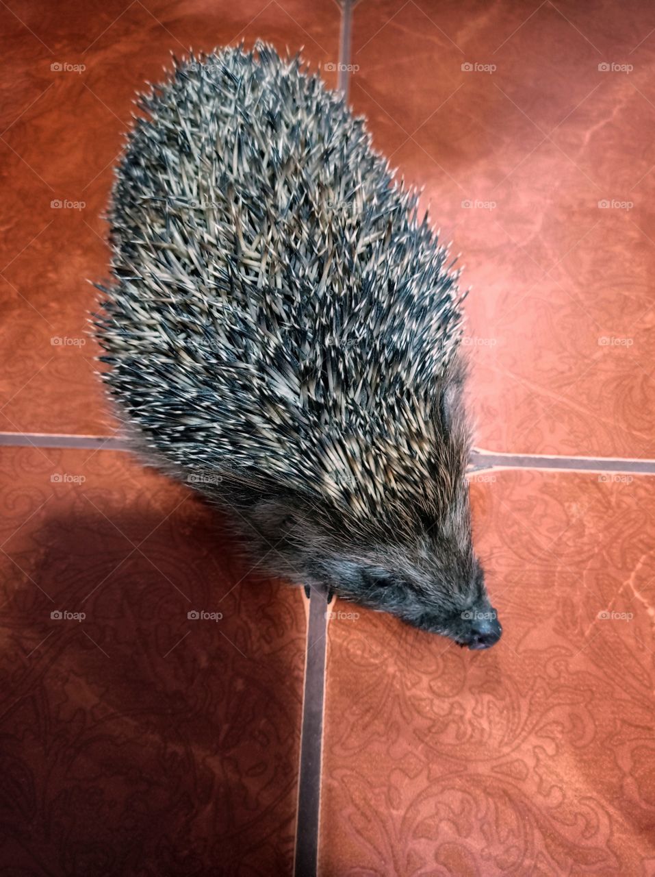 Our garden hedgehog, came into the house.