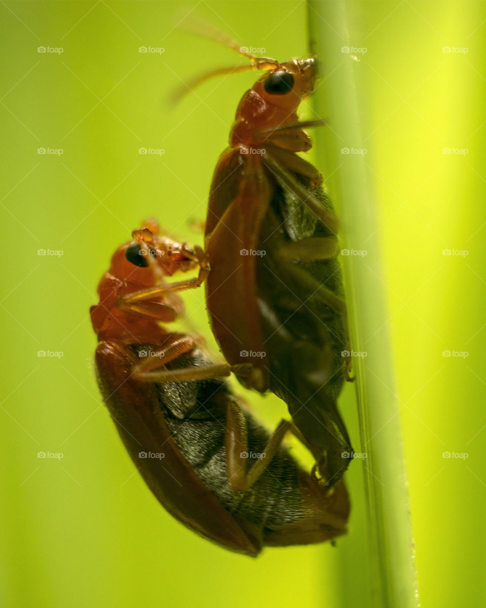 Beetle Mating