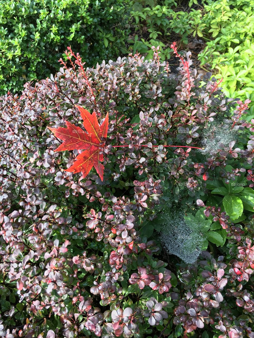 Leaf on Bush