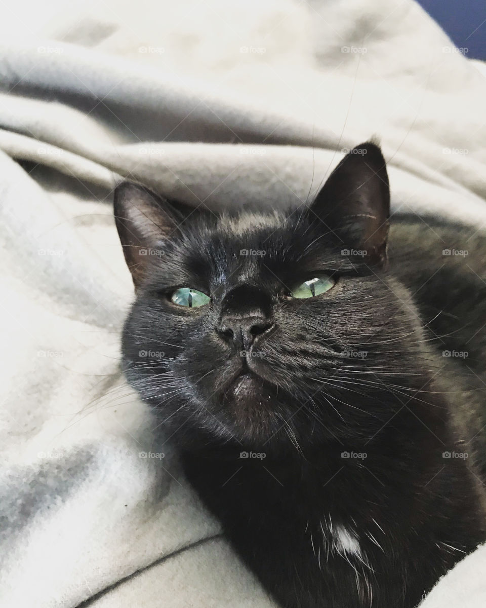 Black cat and green eyes 